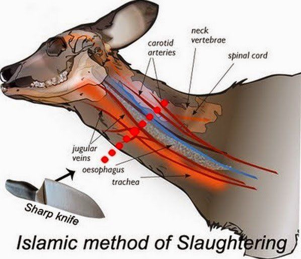 halal-slaughtering-is-it-more-humane